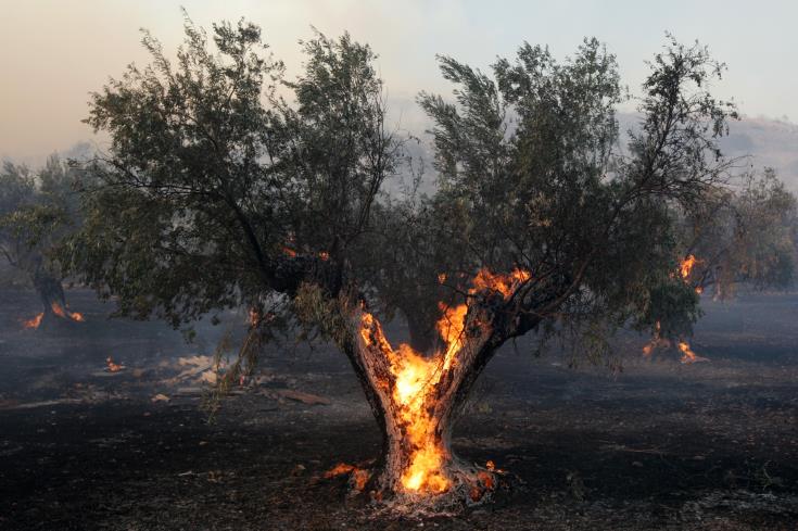 Δράσεις του Φιλοδασικού Σύνδεσμου Αγρού για πυροπροστασία του Αγρού και των γειτονικών χωριών