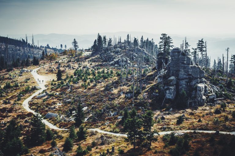 Το Τμήμα Δασών για την αναδάσωση των καμένων περιοχών στον Αρακαπά