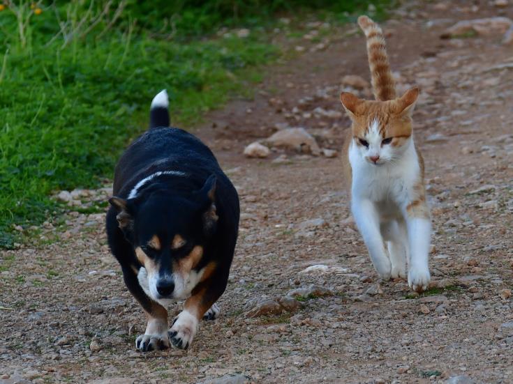 Με παραδειγματική τιμωρία να αντιμετωπίζονται όσοι δηλητηριάζουν ζώα, λέει η Κοινοβουλευτική Επιτροπή Περιβάλλοντος