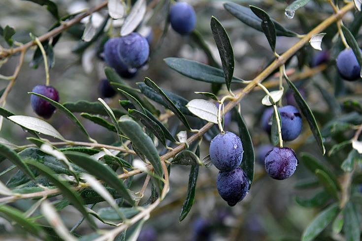 Ελαιόδεντρο κυπριακής ποικιλίας παρέδωσε ο ΥΠΕΞ στο Διεθνές Συμβούλιο Ελιάς στη Μαδρίτη