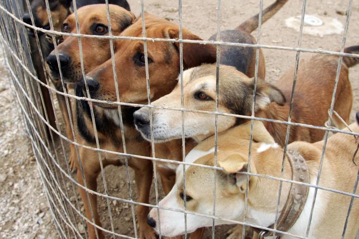 Το Kόμμα για τα Ζώα θέτει στην κυβέρνηση το θέμα των αδέσποτων σκύλων