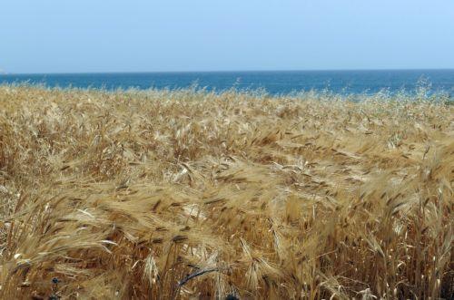 Καθησυχάζει ο Καδής για την προμήθεια σιτηρών στην αγορά