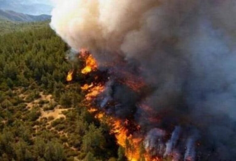 Υπό έλεγχο η πυρκαγιά στο μεγαλύτερο πευκοδάσος του Λιβάνου