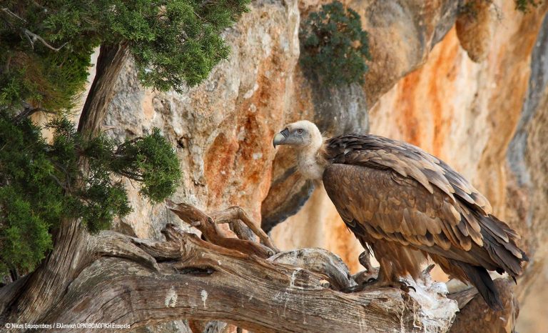 Προστατευόμενες περιοχές για 3 στα 4 είδη γύπα της Ευρώπης οι περιοχές που καίγονται στον Έβρο