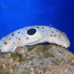 Epaulette_shark_camden-1068×712