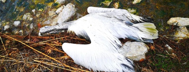 Kρούσματα της γρίπη των πτηνών σε πελεκάνους στη Χιλή