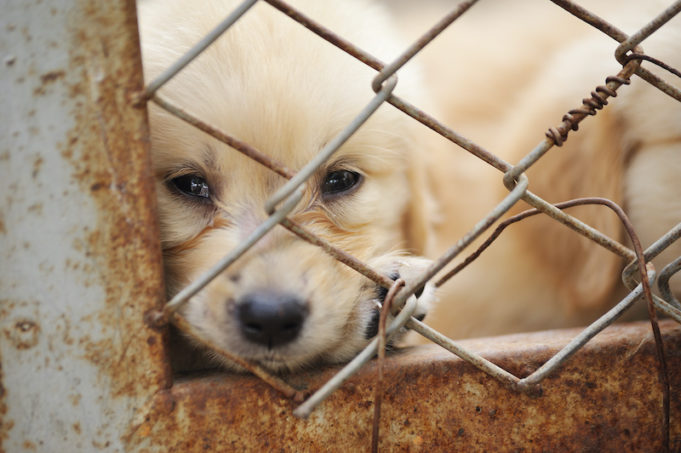 Η Νέα Υόρκη απαγορεύει στα pet shop να πωλούν σκύλους, γάτες και κουνέλια