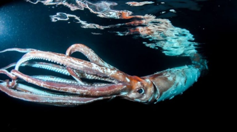 Ιάπωνες δύτες βιντεοσκόπησαν γιγάντιο καλαμάρι 2,5m