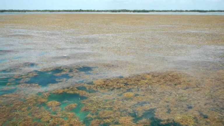 Τεράστια μάζα 8km από φύκια κατευθύνεται προς τη Φλόριντα – Απορροφά το οξυγόνο από το νερό και δημιουργεί νεκρές ζώνες, λένε οι επιστήμονες.