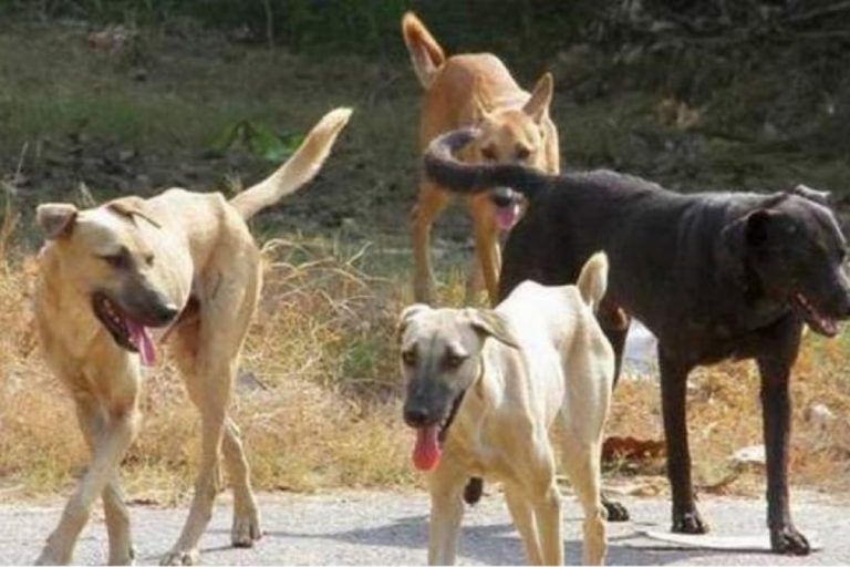 Σκυλιά επιστρατεύουν οι αρχές της Ουάσινγκτον για αντιμετώπιση των αρουραίων